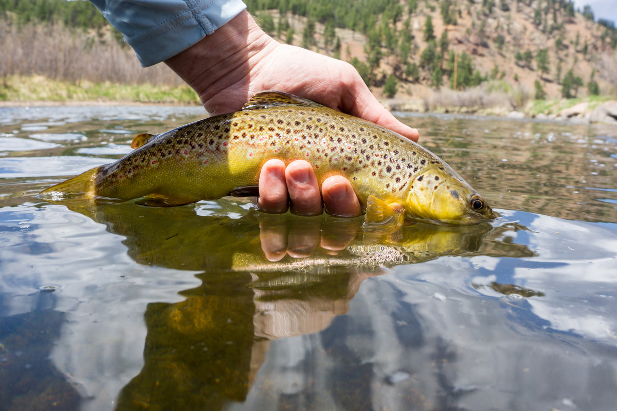 Top Tackle Options For Spring Trout - Game & Fish